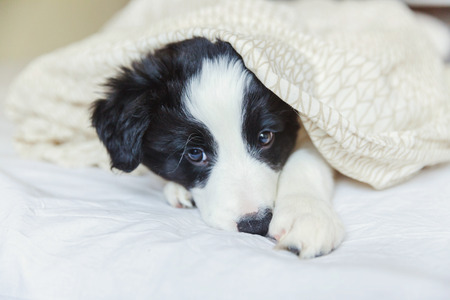 Funny portrait of cute smilling puppy dog border collie lay on pillow blanket in bed. New lovely member of family little dog at home lying and sleeping. Pet care and animals conceptの写真素材