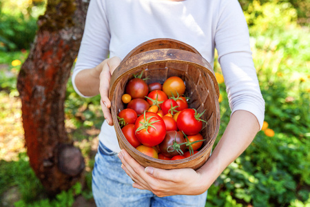 Gardening and agriculture concept. Young woman farm worker hands holding basket picking fresh ripe organic tomatoes in garden. Greenhouse produce. Vegetable food productionの写真素材
