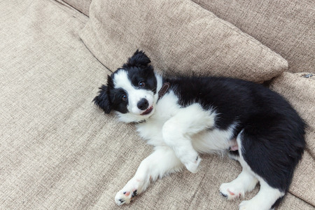 Funny portrait of cute smilling puppy dog border collie on couch. New lovely member of family little dog at home gazing and waiting. Pet care and animals conceptの写真素材