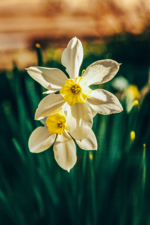 Blooming Narcissus daffodils. Flower bed jonquils with blurred bokeh background. Inspirational natural floral spring or summer blooming garden or park. Colorful blooming ecology nature landscapeの写真素材