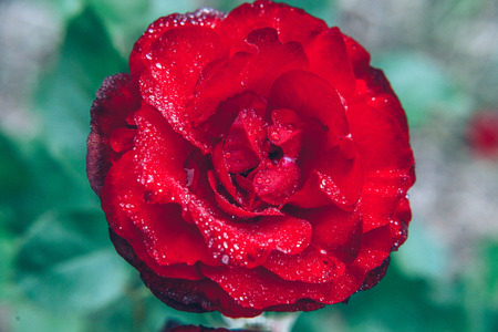 Beautiful red rose flowers with drops after rain in summer time. Background with flowering scarlet...