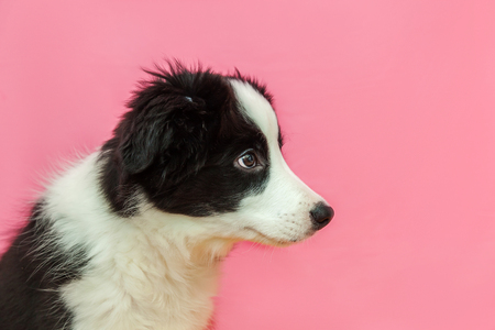 Funny studio portrait of cute smilling puppy dog border collie isolated on pink pastel background. New lovely member of family little dog gazing and waiting for reward. Pet care and animals conceptの写真素材