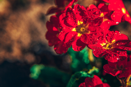 Primrose Primula with red flowers. Inspirational natural floral spring or summer blooming garden or park under soft sunlight and blurred bokeh background. Colorful blooming ecology nature landscapeの写真素材
