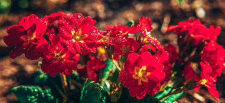 Primrose Primula with red flowers. Inspirational natural floral spring or summer blooming garden or park under soft sunlight and blurred bokeh background. Colorful blooming ecology nature landscapeの写真素材
