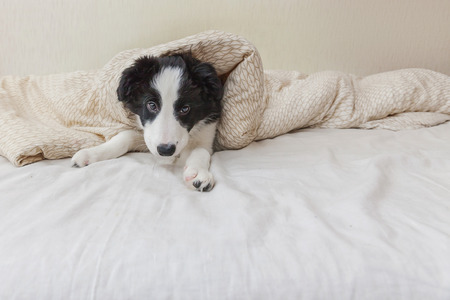 Funny portrait of cute smilling puppy dog border collie lay on pillow blanket in bed. New lovely member of family little dog at home lying and sleeping. Pet care and animals conceptの写真素材