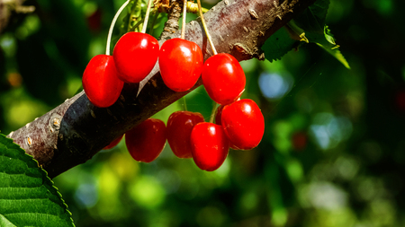 Inspirational natural floral garden or park. Colorful ecology nature landscape. Sweet cherry red berries on tree branch close up. Summer in gardenの写真素材