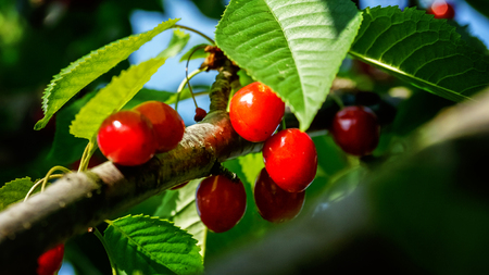 Inspirational natural floral garden or park. Colorful ecology nature landscape. Sweet cherry red...