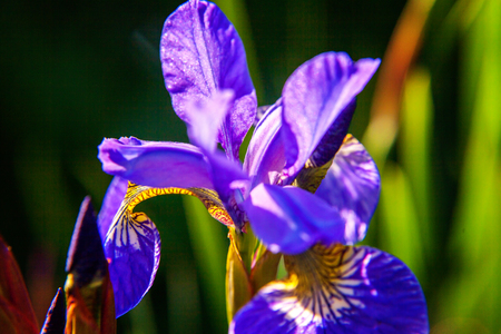 Flower bed with purple irises and blurred bokeh background. Inspirational natural floral spring or summer blooming garden or park. Colorful blooming ecology nature landscapeの写真素材