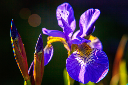 Flower bed with purple irises and blurred bokeh background. Inspirational natural floral spring or summer blooming garden or park. Colorful blooming ecology nature landscapeの写真素材