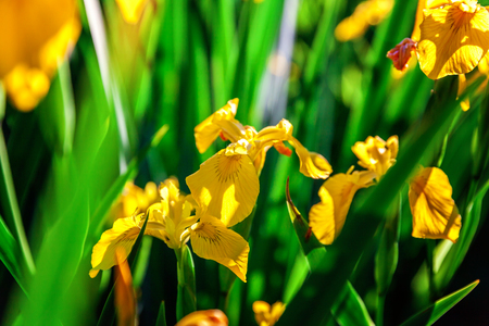 Flower bed with yellow irises and blurred bokeh background. Inspirational natural floral spring or summer blooming garden or park. Colorful blooming ecology nature landscapeの写真素材