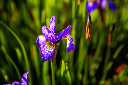 Flower bed with purple irises and blurred bokeh background. Inspirational natural floral spring or summer blooming garden or park. Colorful blooming ecology nature landscapeの写真素材