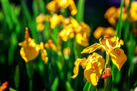 Flower bed with yellow irises and blurred bokeh background. Inspirational natural floral spring or summer blooming garden or park. Colorful blooming ecology nature landscapeの写真素材