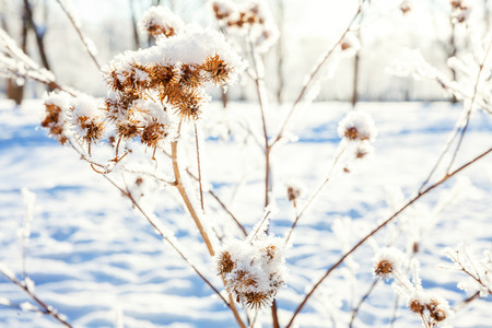 Frosty burdock grass in snowy forest, cold weather in sunny morning. Tranquil winter nature in sunlight. Inspirational natural winter garden, park. Peaceful cool ecology landscape backgroundの写真素材
