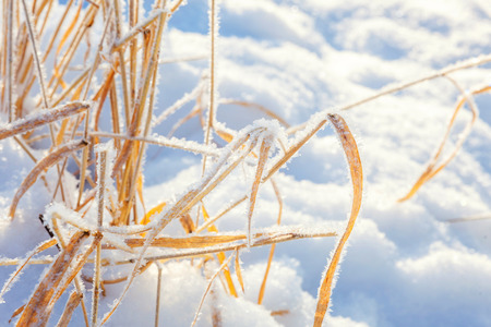 Frosty grass in snowy forest, cold weather in sunny morning. Tranquil winter nature in sunlight. Inspirational natural winter garden, park. Peaceful cool ecology landscape backgroundの写真素材