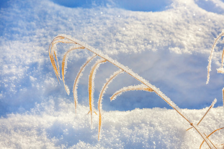 Frosty grass in snowy forest, cold weather in sunny morning. Tranquil winter nature in sunlight. Inspirational natural winter garden, park. Peaceful cool ecology landscape backgroundの写真素材