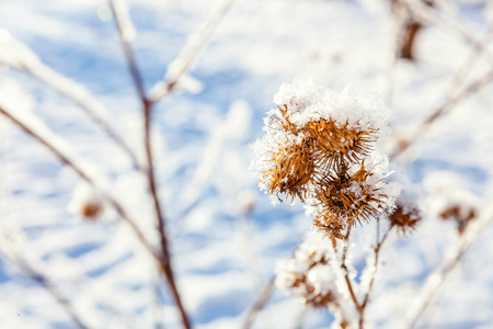 Frosty burdock grass in snowy forest, cold weather in sunny morning. Tranquil winter nature in sunlight. Inspirational natural winter garden, park. Peaceful cool ecology landscape backgroundの写真素材
