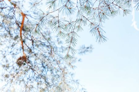 Frosty pine tree branch in snowy forest, cold weather sunny morning. Tranquil winter nature in...