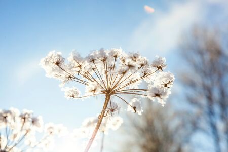 Frosty grass in snowy forest, cold weather in sunny morning. Tranquil winter nature in sunlight. Inspirational natural winter garden, park. Peaceful cool ecology landscape backgroundの写真素材