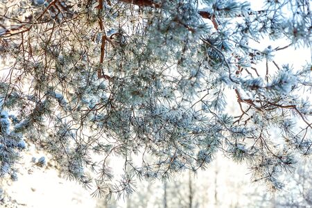 Frosty pine tree branch in snowy forest, cold weather sunny morning. Tranquil winter nature in...