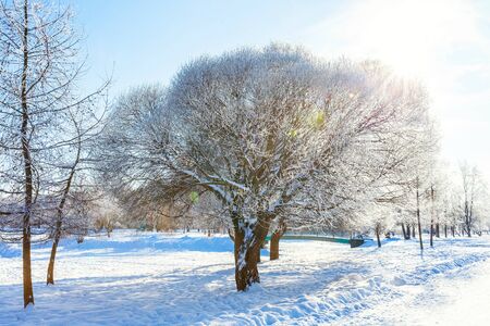 Frosty trees in snowy forest, cold weather in sunny morning. Tranquil winter nature in sunlight....