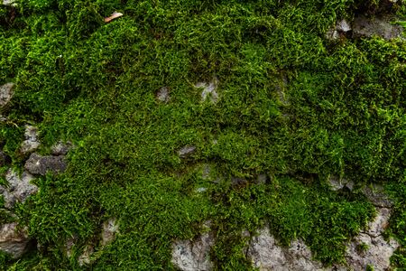 Stones covered with moss. Old wall of the building. Green mossの写真素材