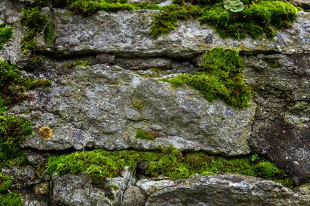 Stones covered with moss. Old wall of the building. Green mossの写真素材
