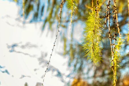 Beautiful larch cones and branch twig with green background. Closeup of opening bud of European...