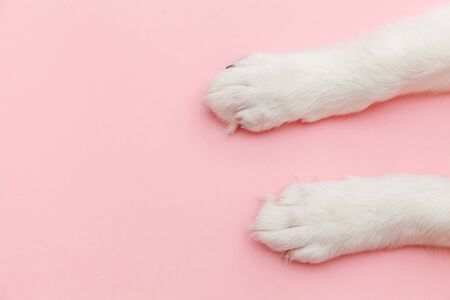 Puppy dog white paws isolated on pink pastel trendy background. Pet care and animals concept. Dog foot leg overhead top view. Flat lay copy spaceの写真素材