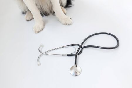 Puppy dog border collie paws and stethoscope isolated on white background. Little dog on reception at veterinary doctor in vet clinic. Pet health care and animals conceptの写真素材