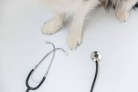 Puppy dog border collie paws and stethoscope isolated on white background. Little dog on reception at veterinary doctor in vet clinic. Pet health care and animals conceptの写真素材