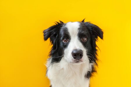 Funny studio portrait of cute smilling puppy dog border collie isolated on yellow background. New lovely member of family little dog gazing and waiting for reward. Pet care and animals conceptの写真素材
