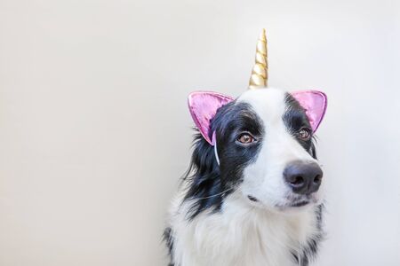 Funny Kawaii portrait puppy dog border collie with unicorn horn isolated on white background. Dog with corn, cute dogcorn. My happy unicorn life. Pet care and animal conceptの写真素材