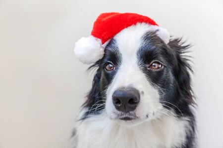 Funny studio portrait of cute smilling puppy dog border collie in red Santa Claus hat isolated on white background. Happy Christmas 2020 and New Year holidays. Pet care and animals conceptの写真素材