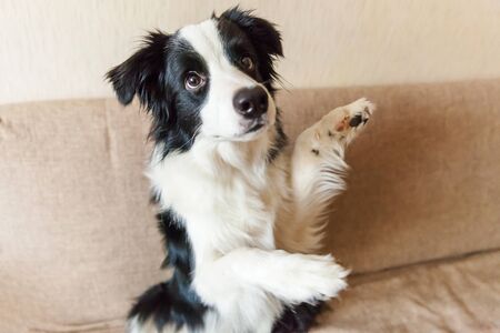 Funny portrait of cute smilling puppy dog border collie on couch. New lovely member of family little dog at home gazing and waiting. Pet care and animals conceptの写真素材