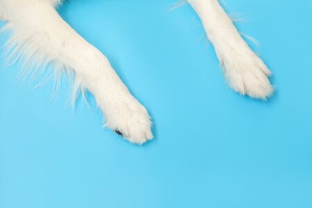 Funny puppy dog border collie paws close up isolated on blue background. Pet care and animals concept. Dog foot leg overhead top view. Flat lay copy space place for textの写真素材