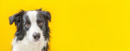 Funny studio portrait of cute smilling puppy dog border collie isolated on yellow background. New lovely member of family little dog gazing and waiting for reward. Pet care and animals concept. Bannerの写真素材