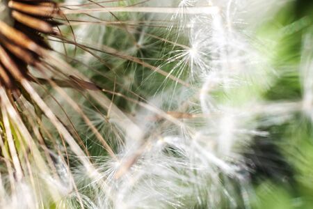 Dandelion seeds blowing in wind in summer field background. Change growth movement and direction...