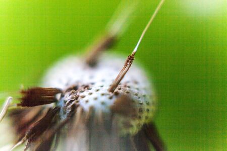Dandelion seeds blowing in wind in summer field background. Change growth movement and direction concept. Inspirational natural floral spring or summer garden or park. Ecology nature landscapeの写真素材