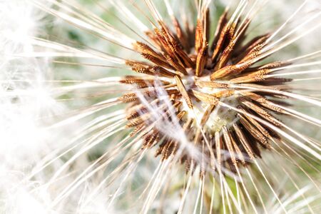 Dandelion seeds blowing in wind in summer field background. Change growth movement and direction concept. Inspirational natural floral spring or summer garden or park. Ecology nature landscapeの写真素材