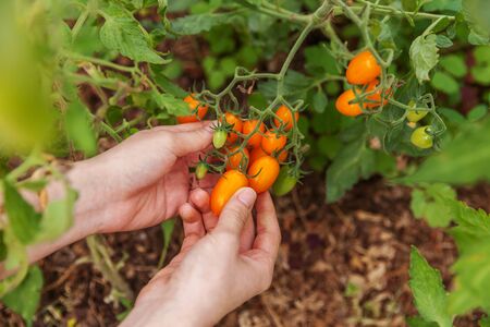 Gardening and agriculture concept. Woman farm worker hand picking fresh ripe organic tomatoes. Greenhouse produce. Vegetable food production. Tomato growing in greenhouseの写真素材