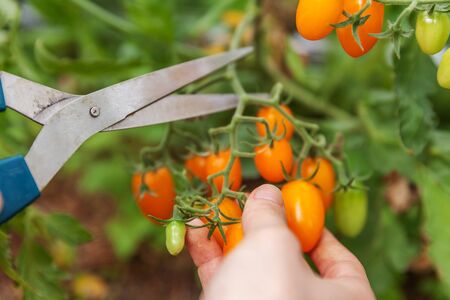 Gardening and agriculture concept. Woman farm worker hand picking fresh ripe organic tomatoes....