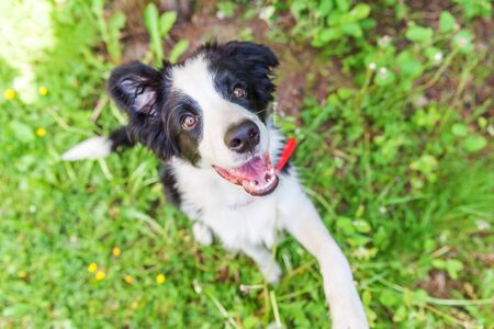 Funny outdoor portrait of cute smilling puppy border collie sitting on grass background. New lovely member of family little dog gazing and waiting for reward. Pet care and animals conceptの写真素材