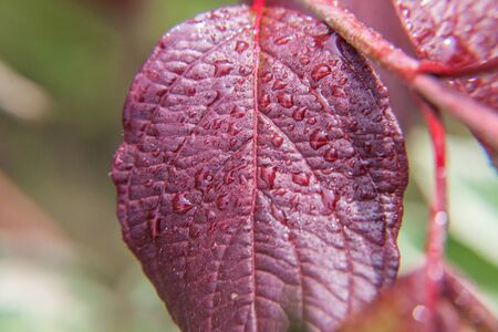 Drops of rain water on green grape leaves in vineyard. Inspirational natural floral spring or summer...