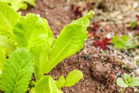 Agricultural field with green leaf lettuce salad on garden bed in vegetable field. Gardening background with green lettuce plants. Organic health food vegan vegetarian diet conceptの写真素材