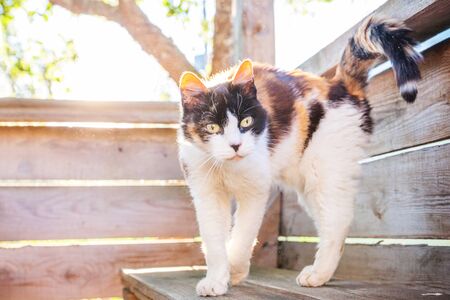Arrogant short-haired domestic beautiful tabby cat sitting on wooden floor background. Kitten basking in sun outdoors on summer day. Pet care health and animals conceptの写真素材