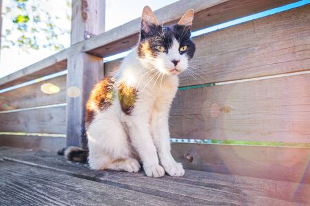 Arrogant short-haired domestic beautiful tabby cat sitting on wooden floor background. Kitten...