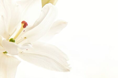 Beautiful White Lily flower close up detail in summer time. Background with flowering bouquet. Inspirational natural floral spring blooming garden or park. Ecology nature conceptの写真素材