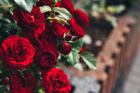 Beautiful red rose flowers in summer time. Nature background with flowering scarlet roses. Inspirational natural floral spring blooming garden or park backdrop. Beauty flower vintage retro art designの写真素材