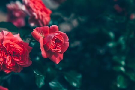 Beautiful pink rose flowers in summer time. Nature background with flowering red roses. Inspirational natural floral spring blooming garden or park backdrop. Beauty flower vintage retro art designの写真素材