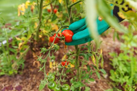 Gardening and agriculture concept. Woman farm worker hand in glove picking fresh ripe organic tomatoes. Greenhouse produce. Vegetable food production. Tomato growing in greenhouseの写真素材
